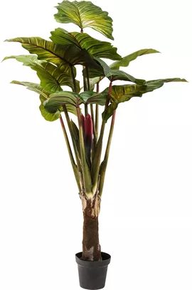 Image without description