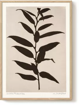 Image without description