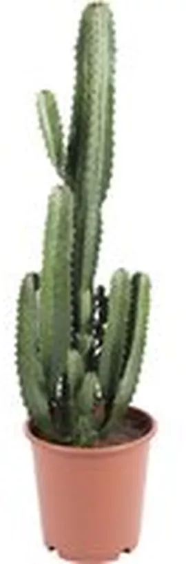 Image without description