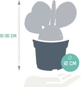 Image without description