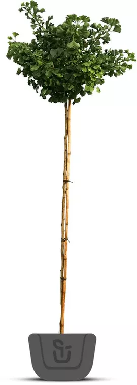 Image without description