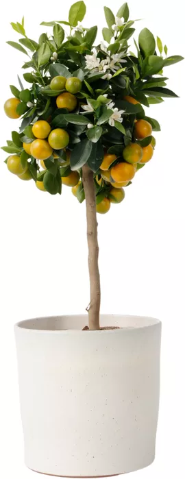 Image without description